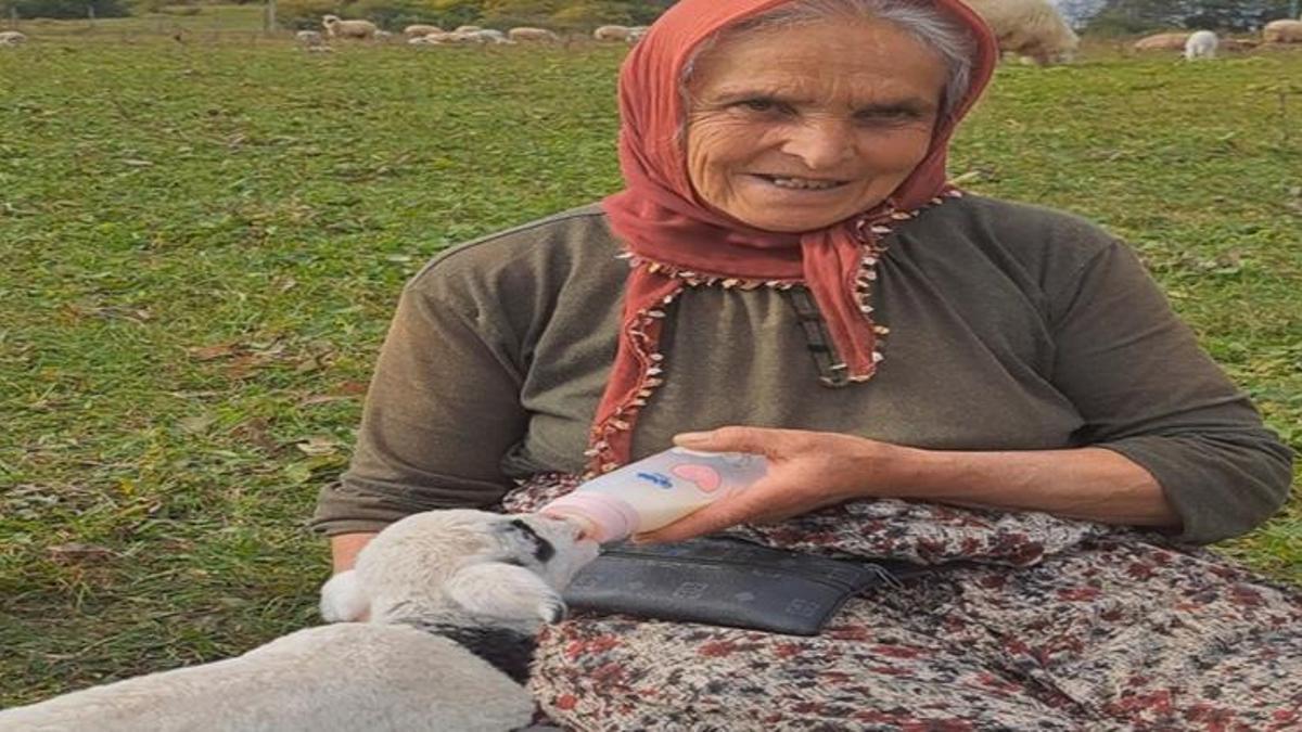 Ordulu Fatma Teyze eşini kaybedince çobanlık yapmaya başladı! Yaylaları mesken tuttu