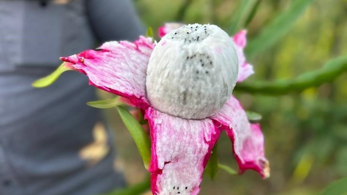 Hataylı çiftçi kilosunu 180 TL'ye satıyor! 2 dönümde hasat başladı