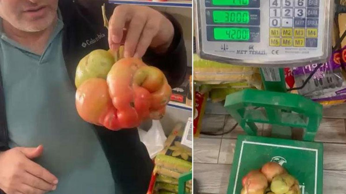 Böylesi kolay görülmüyor! Mardin'de bu domates hayrete düşürdü