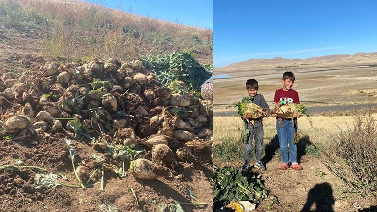 Ağrı'da şeker pancarı hasadı devam ediyor