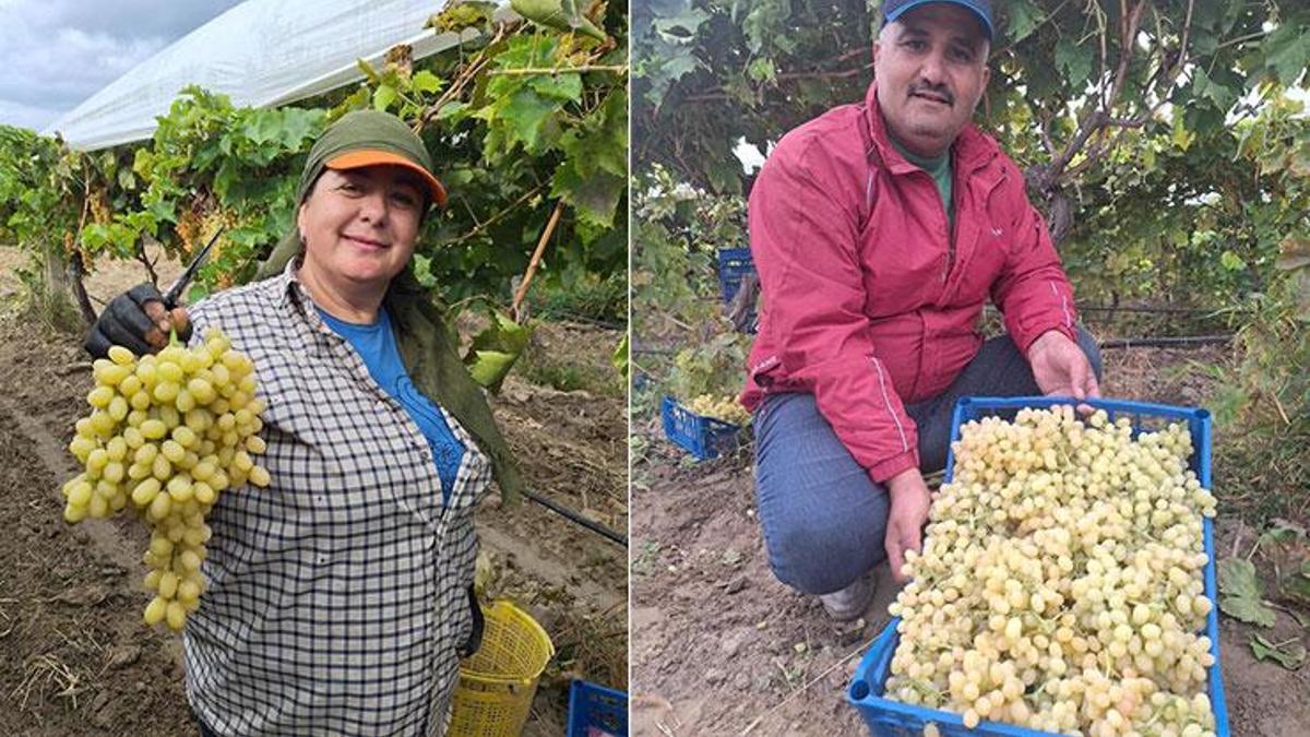 Hasadı ocak ayına kadar sürecek, vatandaş ucuz üzüm yiyecek! Kilosu halen 25 liradan satılıyor