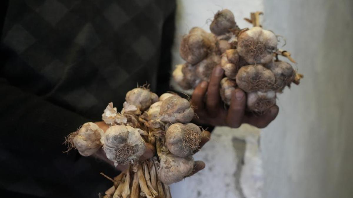 Gümüşhane’de ata tohumu siyah sarımsak tescil yolunda