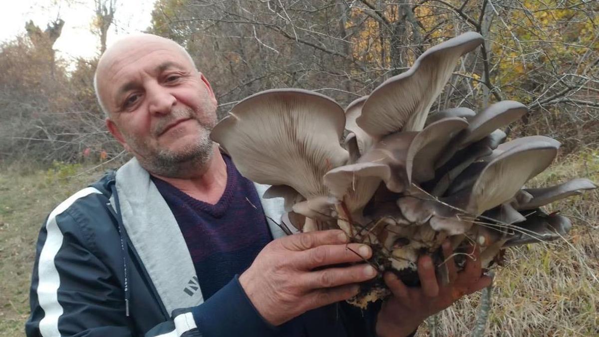 Bu mantara vatandaşlardan yoğun ilgi! Tam bir vitamin deposu