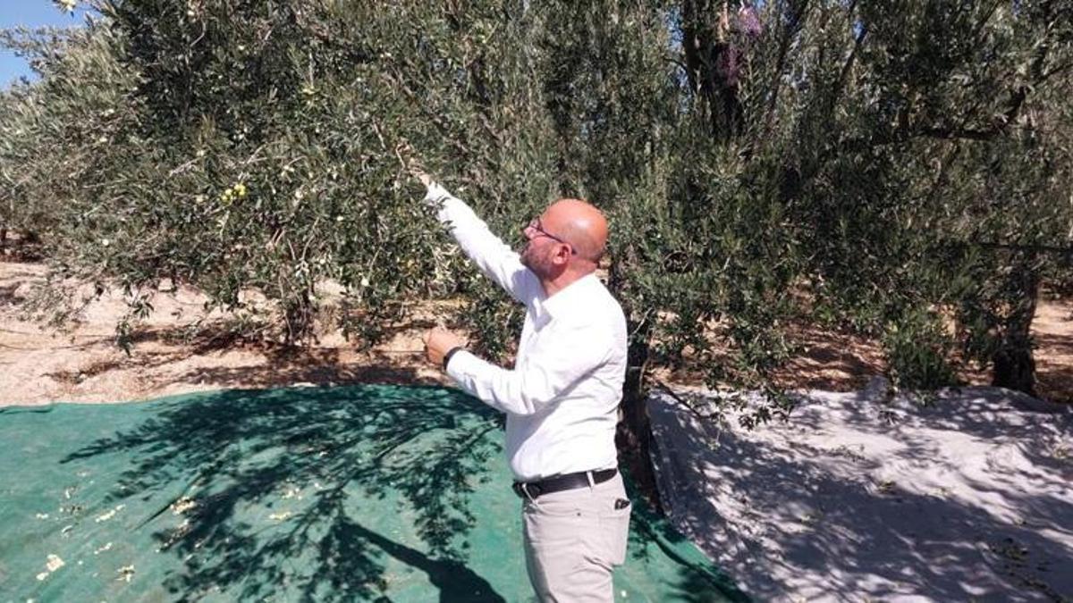 Bahçelerde hasat başladı! Rekolte düşük ama üreticinin kasası doluyor!