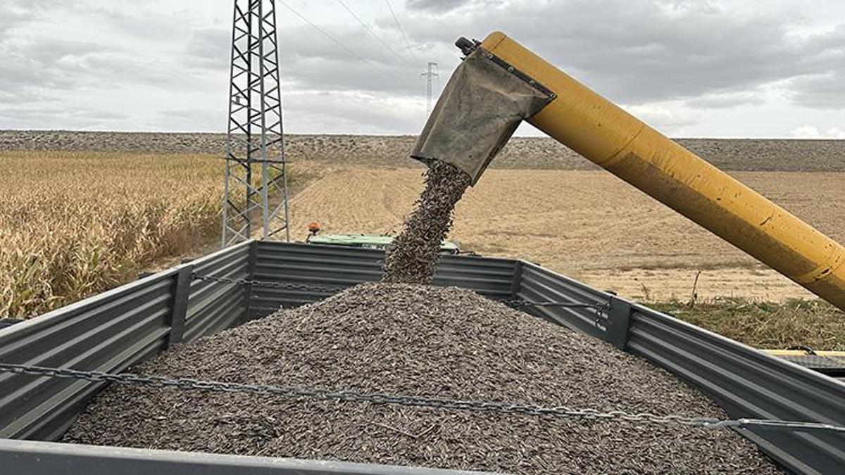Konyalı çiftçilerin gözdesi! 3 yılda rekor artış oldu! Üreticiye yüksek kazanç getirdi