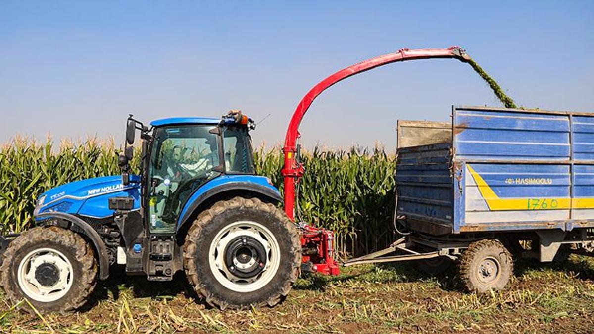 Iğdır ovaları silajlık mısırda rekora koşuyor: Hasat başladı, 172 bin ton ürün bekleniyor!