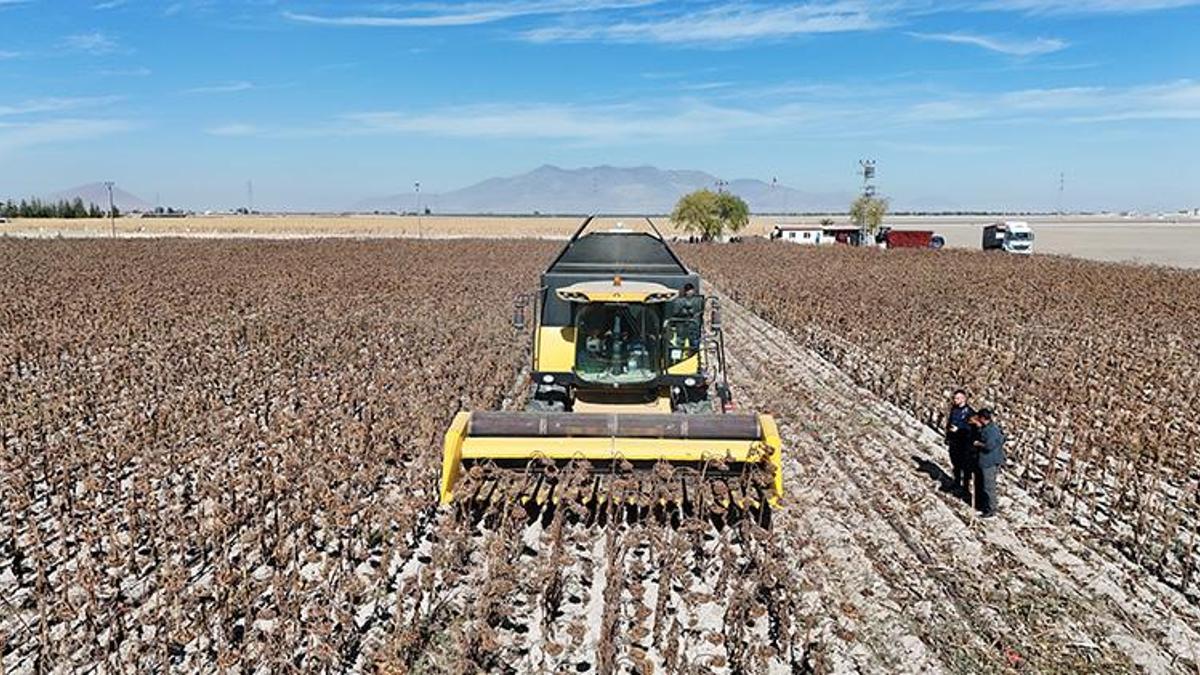 Karaman'daki bu tarlayı ekip biçenler çiftçi değil! 60 dönüm arazide çerezlik ayçiçeği hasat edildi