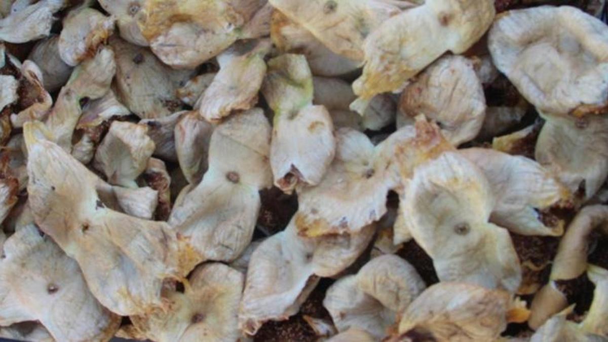 Mersin'de hasat bitti! Rekolte düştü ama çiftçiye …