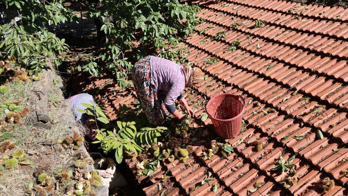 Kestane sezonu sona erdi! Üreticinin yüzü gülüyor