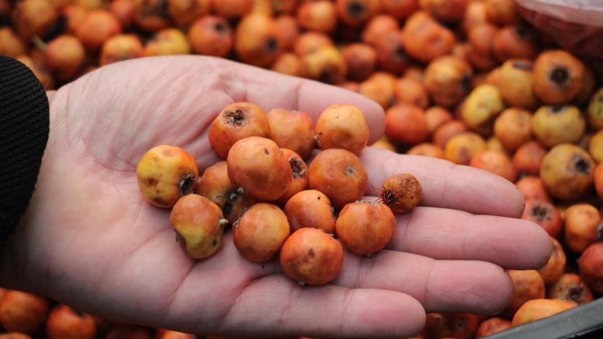 Kışın habercisi bu meyve! Tanesi küçük şifası büyük fiyatı ise 100 lira
