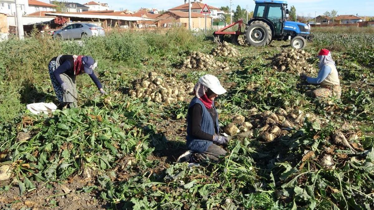 Türkiye'nin şeker ihtiyacına büyük katkı! Pancar hasadı başladı