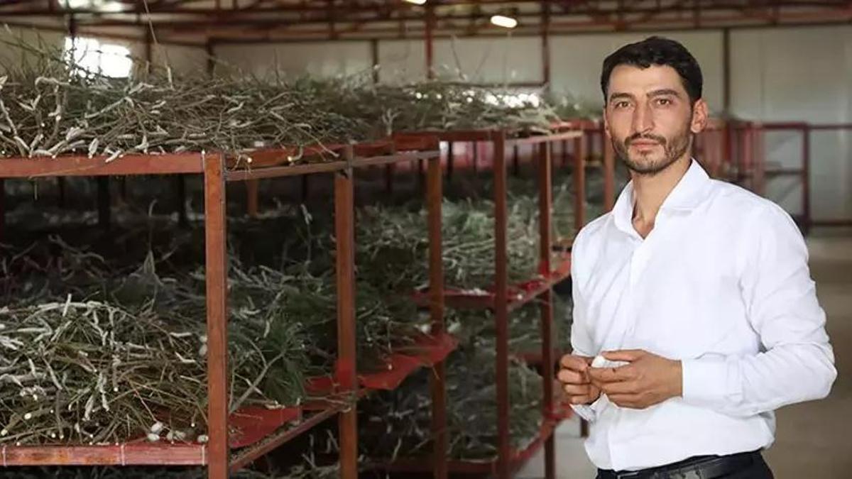Babaannesinden gördü yılda bir kez üretim yapıyor! Yılda 800 kilo satıp paraya para demiyor