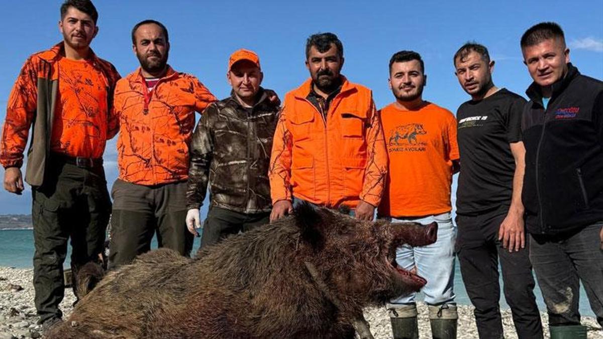 Sinop'ta köylülerin kabusu olmuştu! Avcılar 300 kiloluk domuz avladı