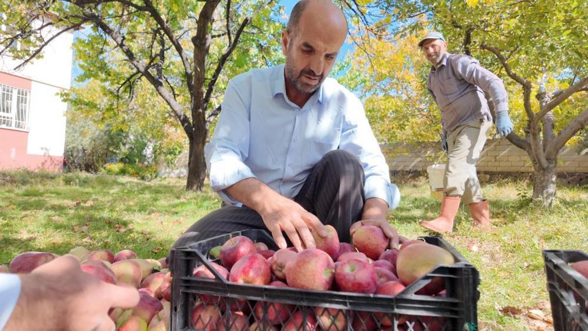 Bu elmanın lezzeti soğuktan geliyor! Fiyatı 30 lira, hasadı yeni yapıldı