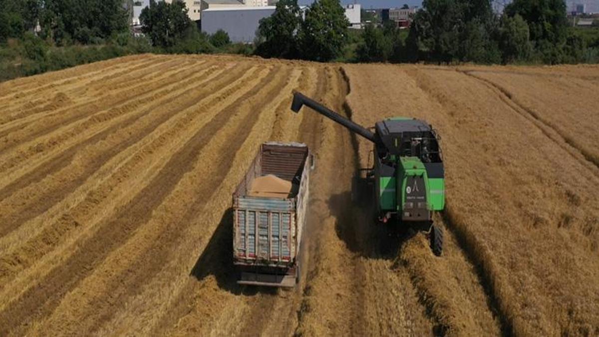 Hasat 3 dakika sürüyor! Üreticilere 233 tane hibe edildi: İş gücü azalıyor, maliyetler düşüyor