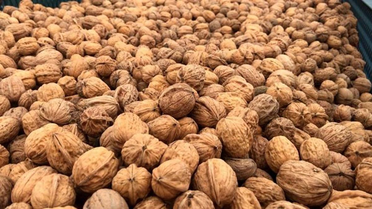 Malatya'da üretildi! Dünyada çığır açacak proje: Ceviz kabuğundan yaptılar, yollarda kullanılabilecek