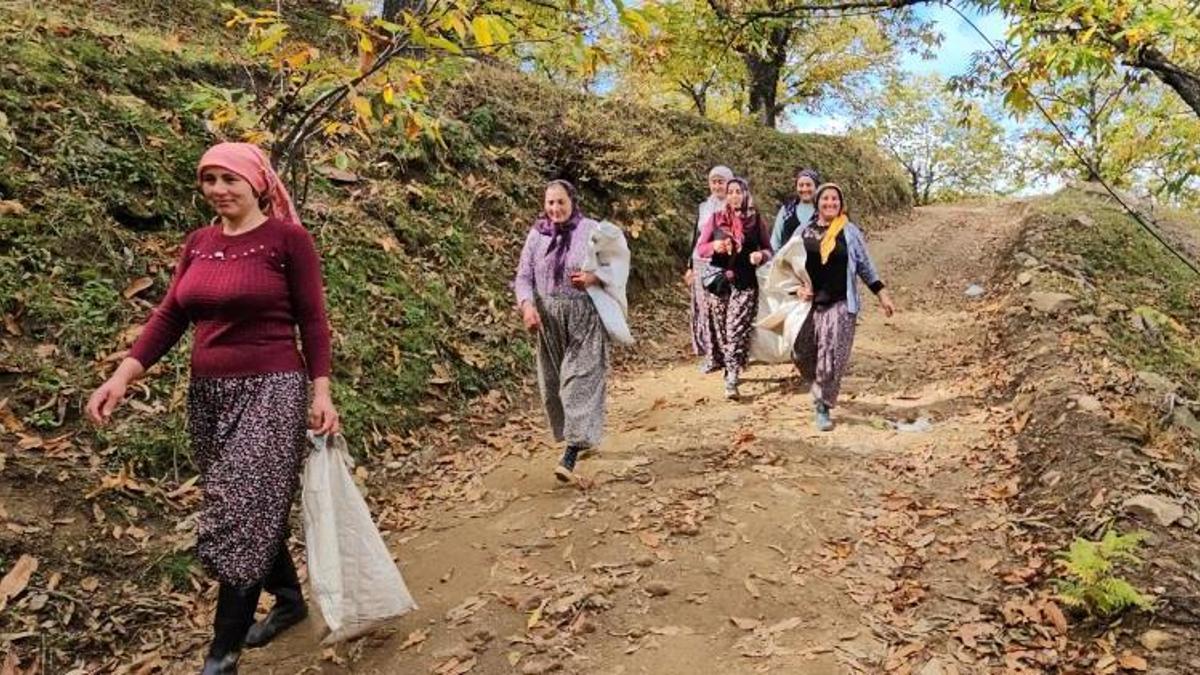 Kadınlar topluyor, özel kuyularda 15 gün bekletiliyor! Dağlarda zorlu hasat başladı