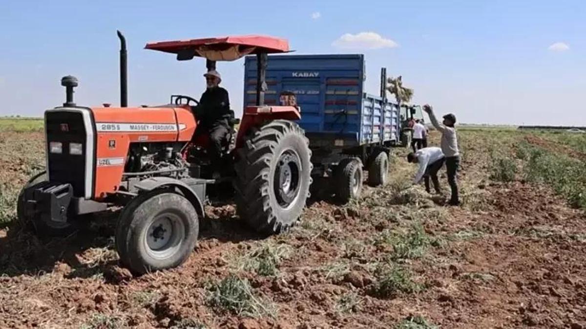 İngiltere'de duydu Aksaray'da tohumunu ekti! Hasat zamanı Avrupa'dan tonlarca sipariş aldı: Servet kazandı