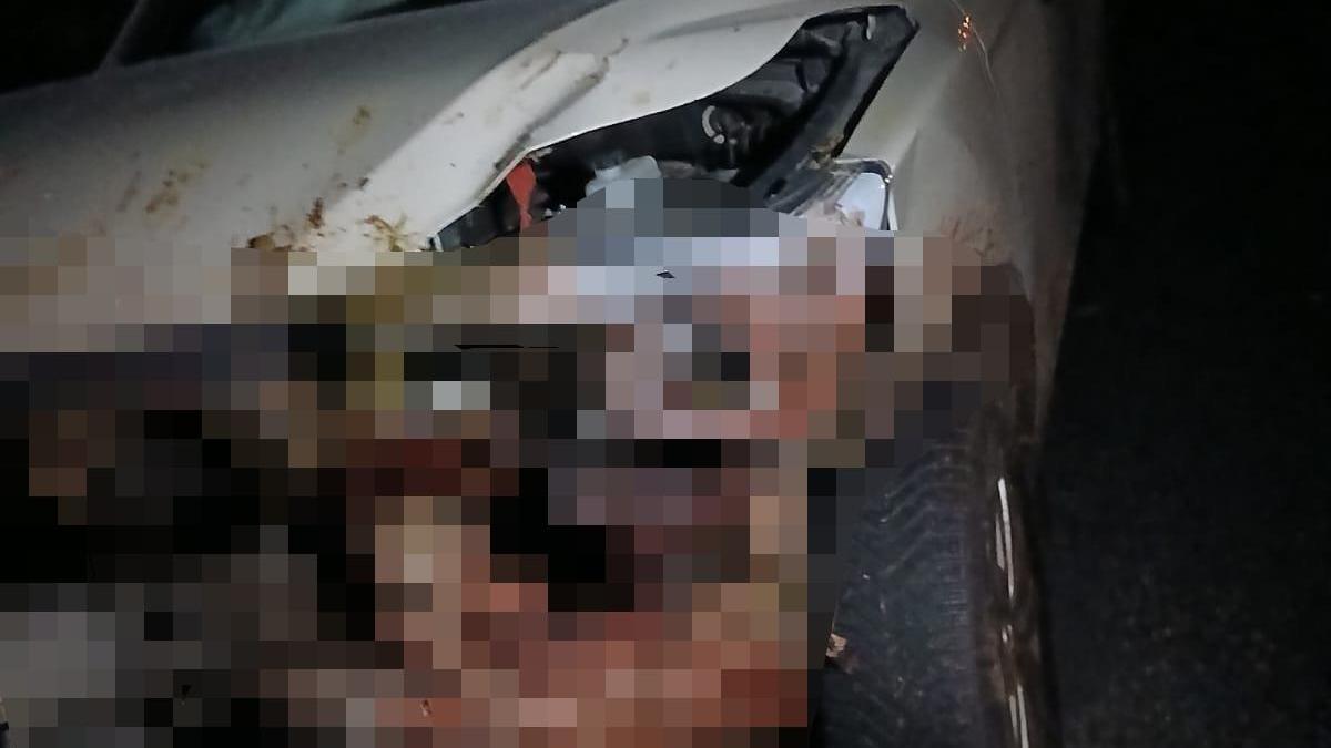 Elazığ’da kamyonet sürüye çarptı; 30 küçükbaş öldü