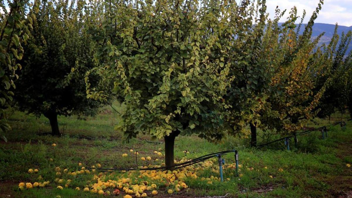 Meyve bahçelerinin altın sarısını don vurdu! Onlarca dönümden 2 kasa çıktı, fiyatı fırlayabilir