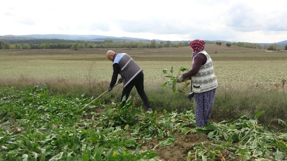 Türkiye'nin şeker üretiminde en önemli ürün! Fiyatı 3 bin 100 liraya çıktı