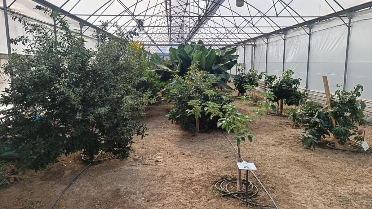 Karadeniz'de yetişmeye başladı! Belediye harekete geçti: Adım başı kuruluyor