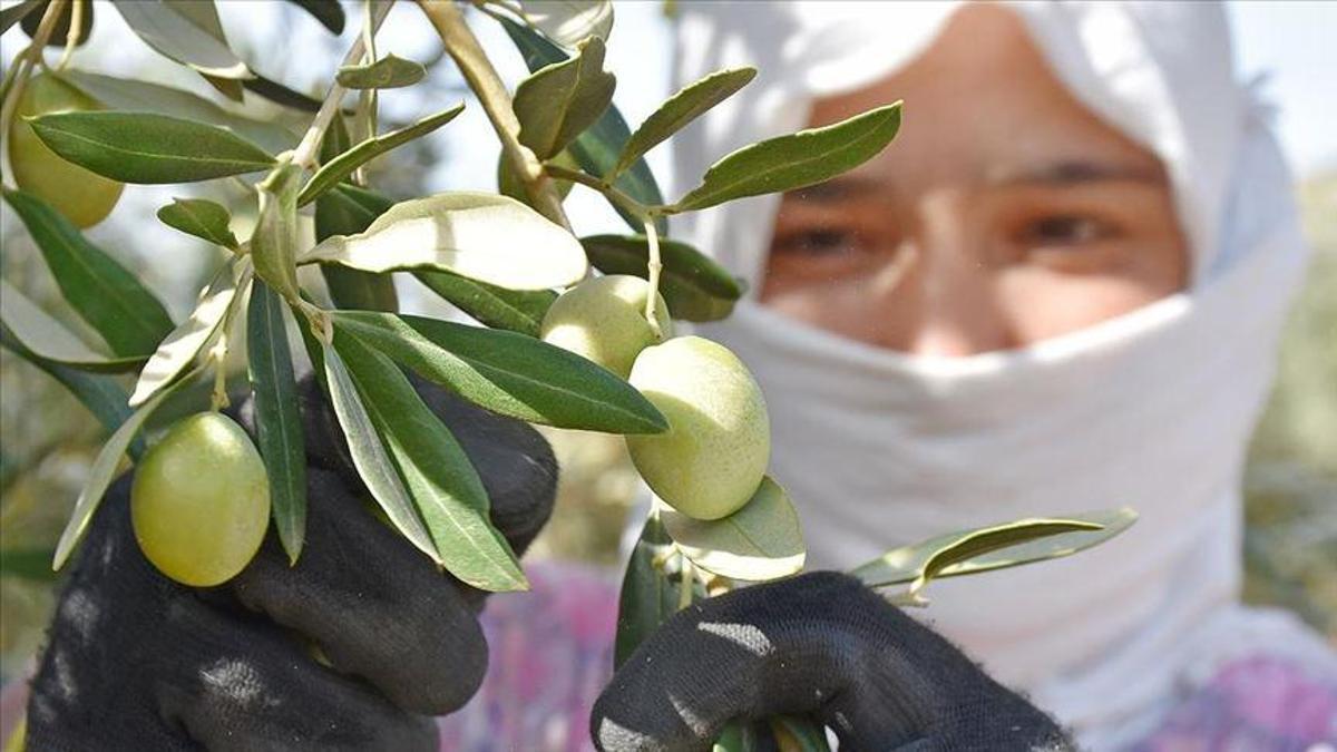 Zeytinde fiyatlar açıklandı! İşte en düşük ve en yüksek fiyatlar