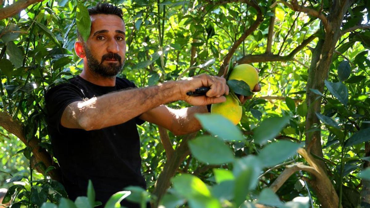 Adana'da portakal hasadı başladı, 27 liradan satılıyor