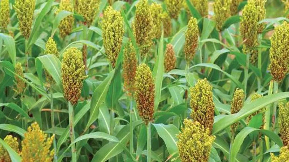 Seydişehir'den kısa kısa