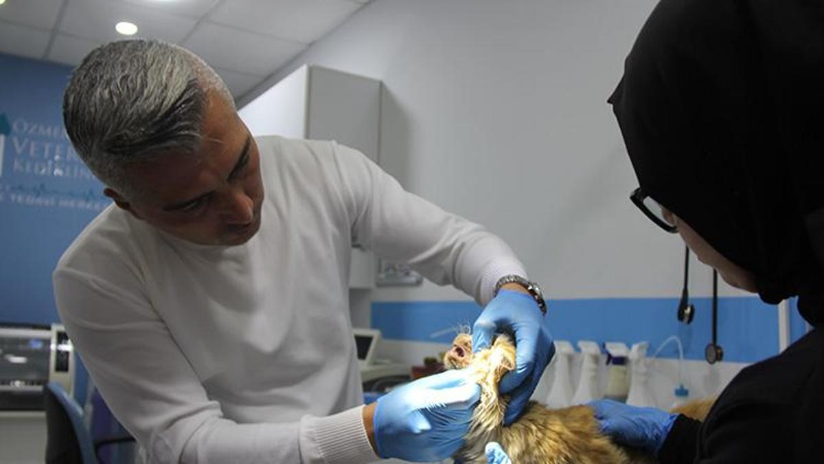 Sivas'ta tedirgin eden gelişme! Kedi AİDS'i ortaya çıktı: 'İnsandaki gibi kan yoluyla, cinsel yolla bulaşır'