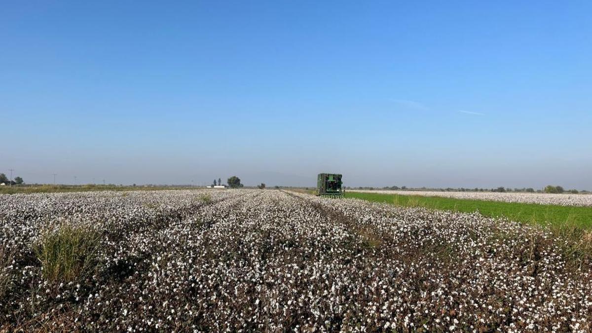 Yağışlar ürünün fiyatını etkiledi! Fiyatlar yüzde 16 düştü, 26 lirayı gördü