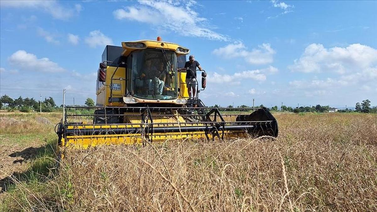 Edirne'de harekete geçildi! Çeltik saplarından yakıt üretilecek