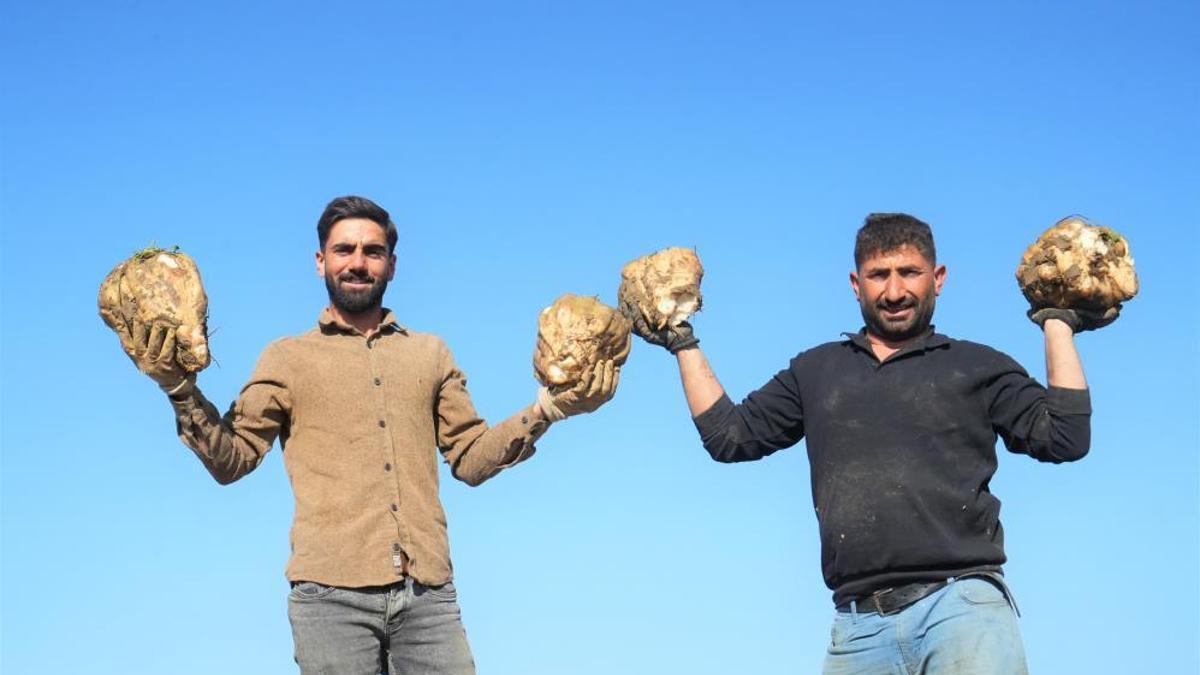 Bölgenin şeker ihtiyacının burası karşılıyor! Muş Ovası'nda 'tatlı' hasat devam ediyor