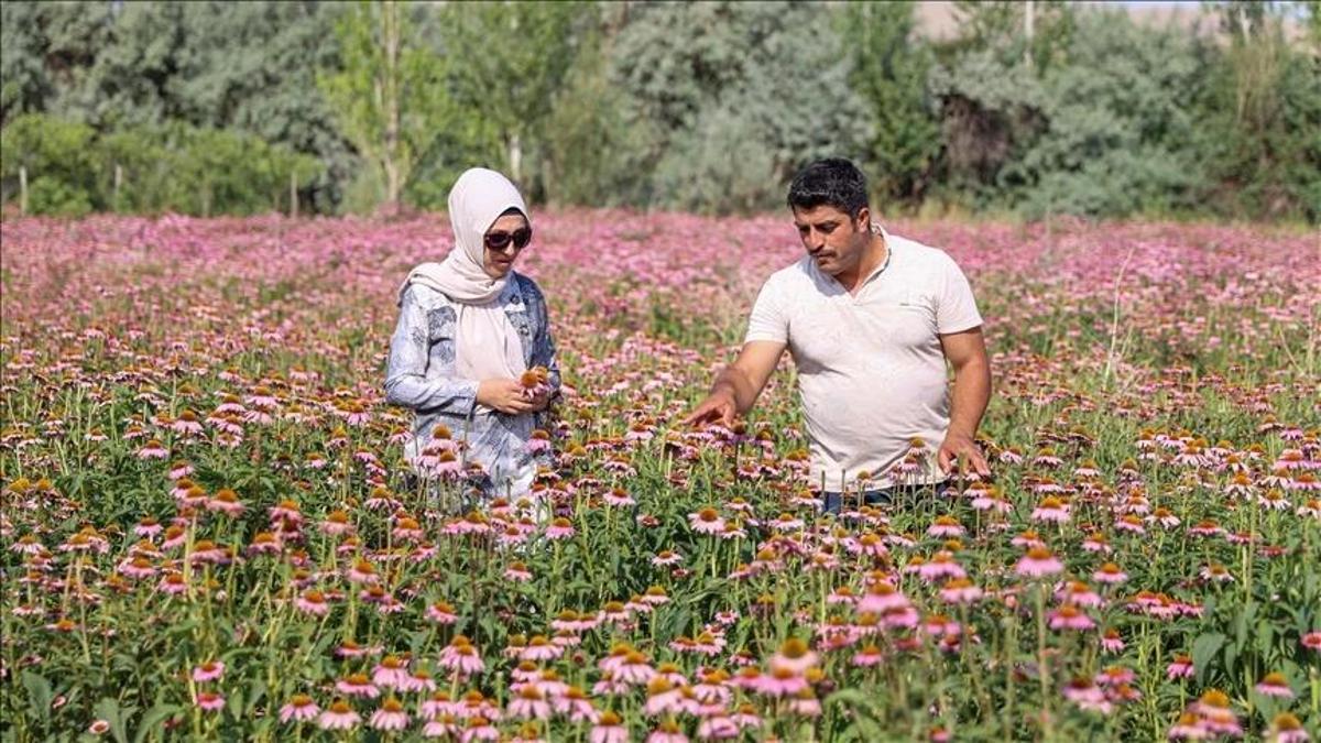 Van'da 5 dönüme ekti, doktorlar peşine düştü! Her hasatta 350 kilo alıyor: Fiyatına teklif yağdı
