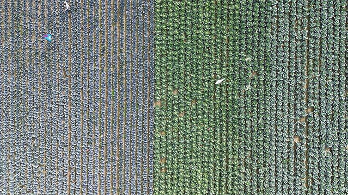 Bafra Ovası'nda gizli lezzet ortaya çıktı! Kırmızı karnabahar tarlasına çiftçi akını!