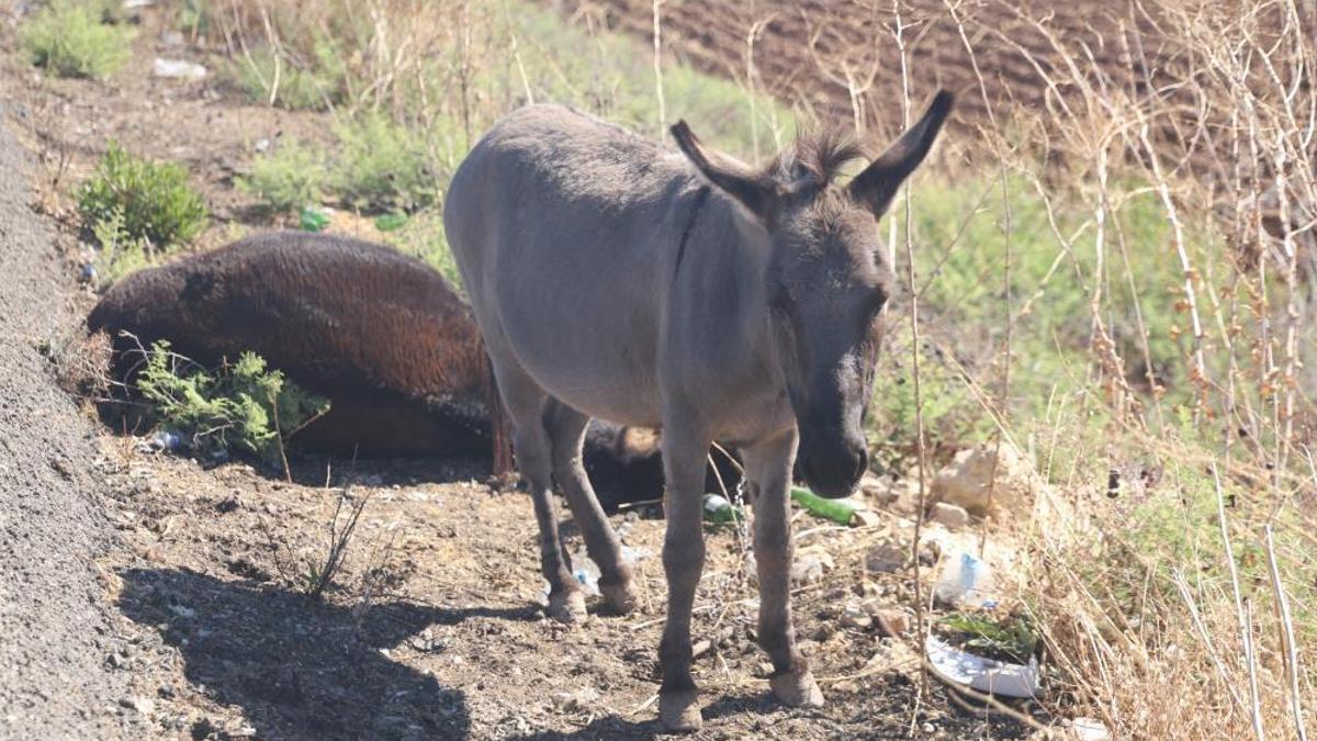 Yürekleri sızlatan görüntü! Sıpa, telef olan annesinin başında saatlerce bekledi