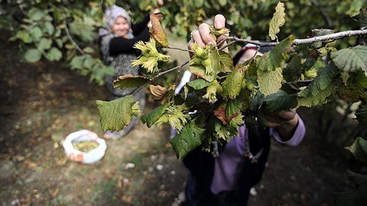 Fındıkta verim artacak, toprak trüfle zenginleşecek