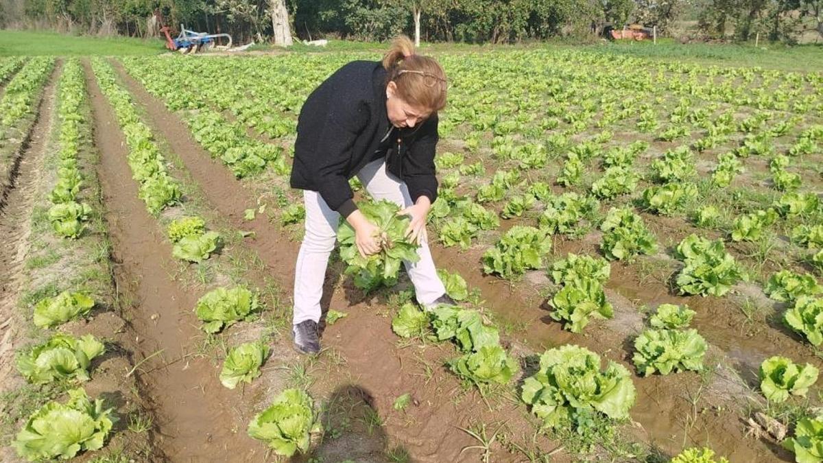 Aydın'da tarladan alınıp analize gönderildi! Hasat öncesi bulundu