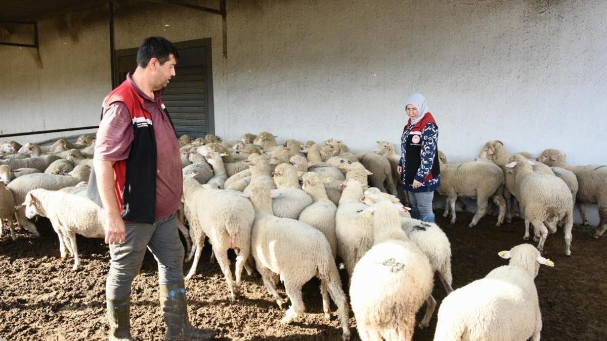 İzmir'de yerel kalkınmaya dev adım! 210 küçükbaş hayvan teslimatı tamam! Üreticiler safkan damızlıklarla sürülerini güçlendiriyor