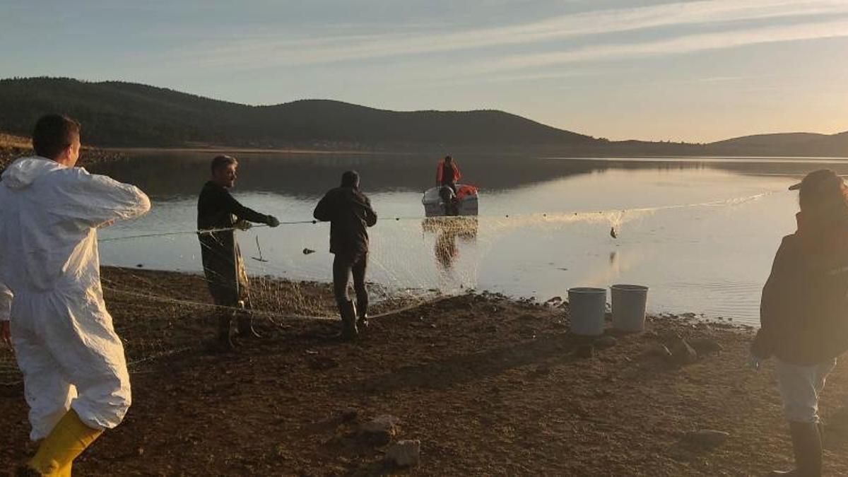 Bolu'da göletin dibinden çıktı! Tam 5 kilometre uzunluğunda: 500 balık canlı olarak kurtarıldı