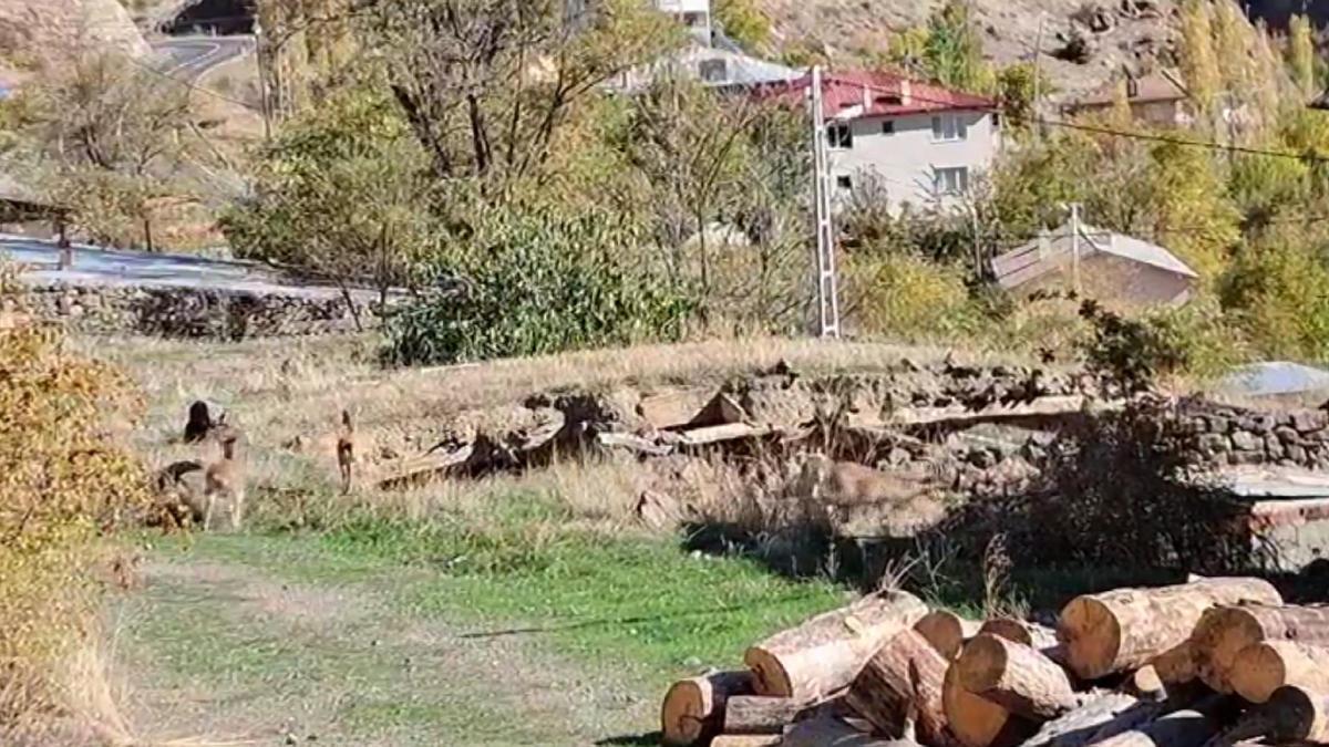 Mahalleye inen dağ keçileri, evlerin arasında dolaşıyor