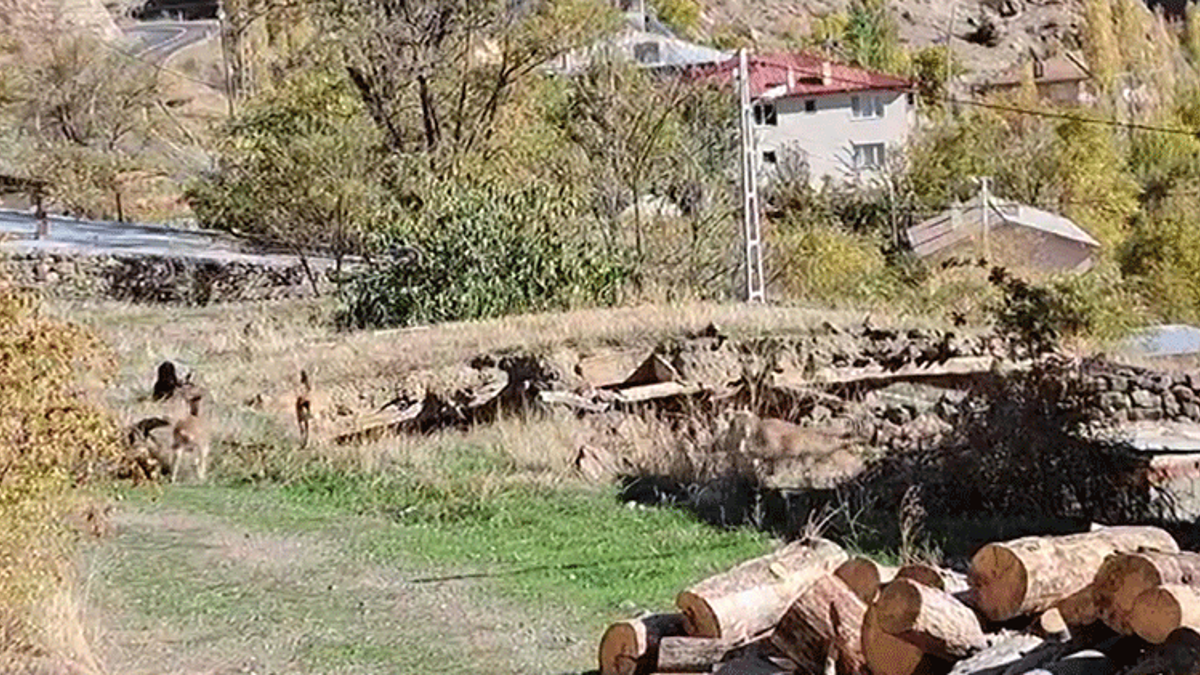 Erzurum'un en güvenilir köyü! Yaban keçileri korkmadan gelip besleniyor