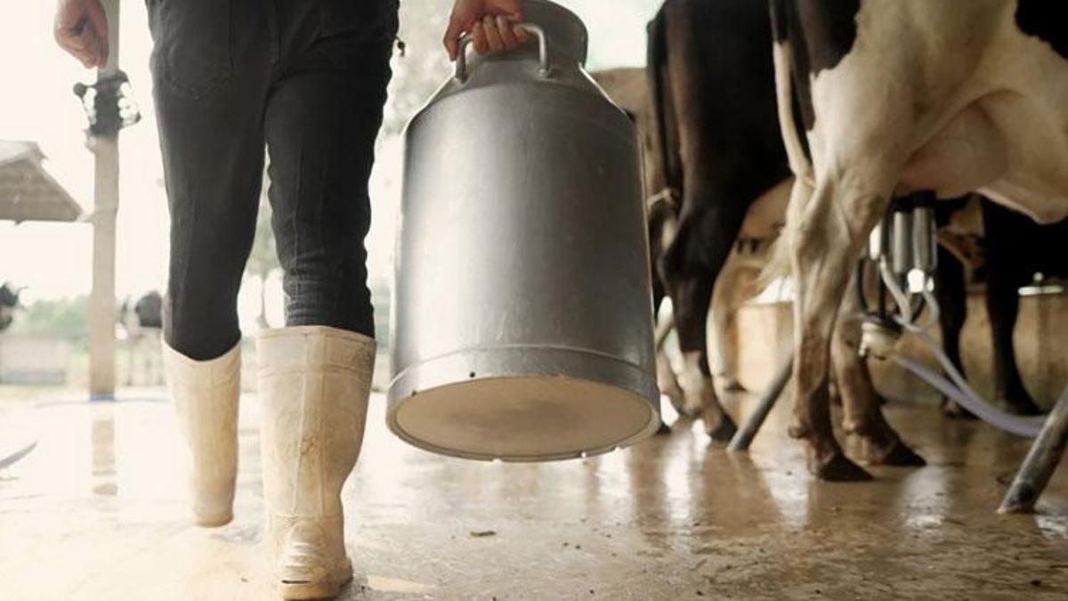 Aydın'da 9 bin 543 üreticiye çiğ süt destekleme ödemeleri yapılacak