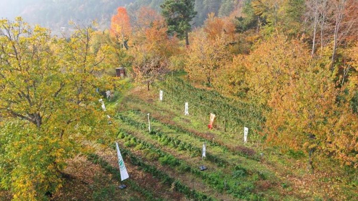 Bursa'da ekilen fideler erken ürün verdi! Hem fiyatı yüksek hem de talep fazla