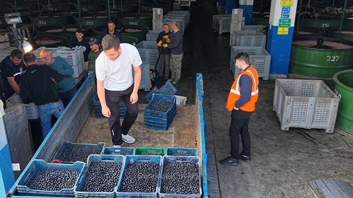 Zeytinde fiyat belli oldu! Binlerce tonluk alım yapılacak