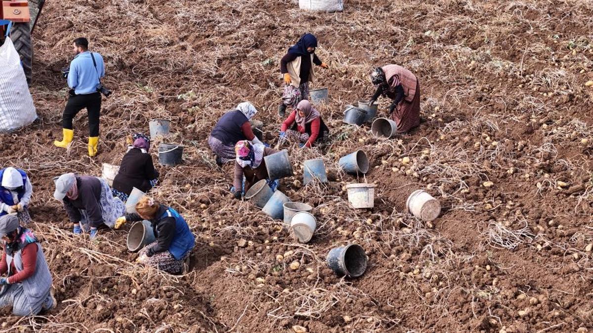 Türkiye'de yılın en geç hasadı burada! Son mahsull…