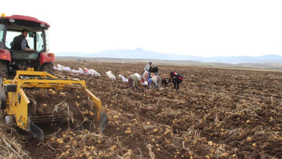 Tercan Ovası’nda kışlık patates bereketi! Türkiye genelinde ilgi görüyor