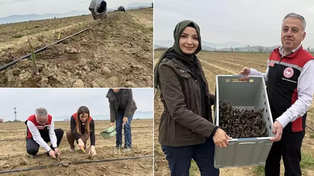 Amerika'da tarlada gördü, Tire'de üretmeye başladı! 12 yıl hasat yapacak: 3 ülkeye satıyor