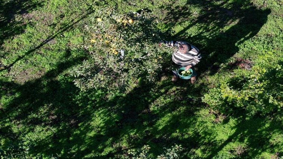 Edirne'de 3'er dönümle başladılar! Devlet desteğiyle 21 yıldır gelir kapısı oldu 1000 ton satıldı