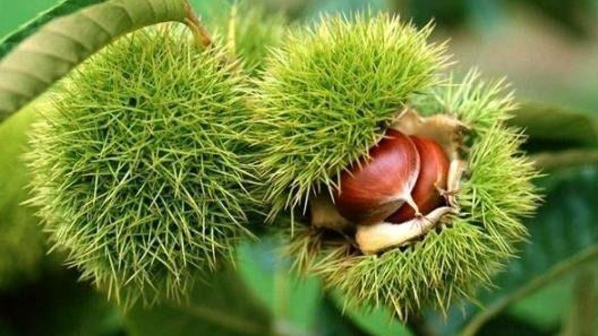 Düzce'de bahçe kurmak isteyenlere yüzde 75 destek! Başvurular başladı